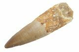 Fossil Spinosaurus Tooth - Real Dinosaur Tooth #222567-1